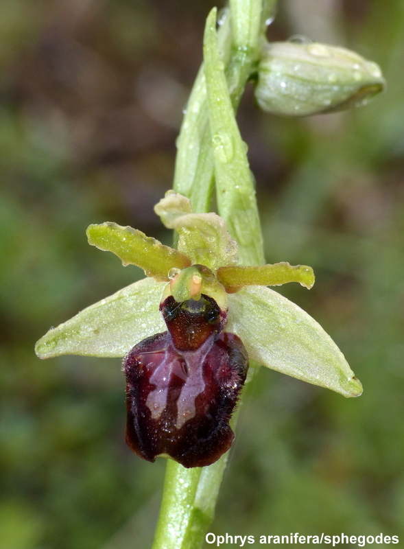 Il lago di Campotosto, orchidee, maltempo eschiarite! maggio/giugno 2023.